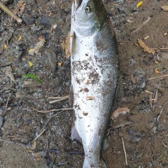 Блесна колеблющаяся LUCKY JOHN CLEO 5 г, цвет 020